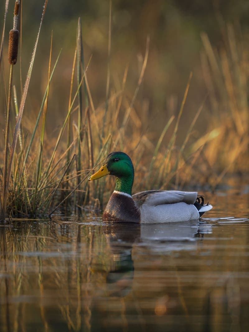 Waterfowl recipes